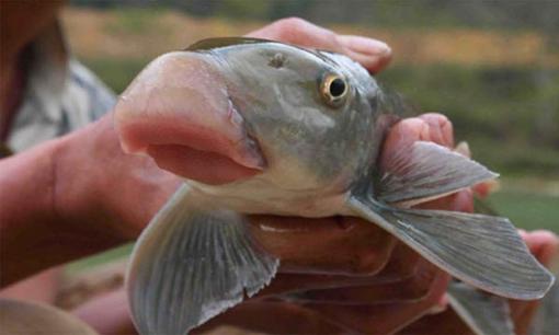 Loại cá quý hiếm được mệnh danh là 'báu vật' dưới nước tại Việt Nam, cả thế giới chỉ 2 quốc gia có