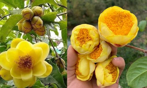 Loại cây quý hiếm trồng nhiều ở Việt Nam, giá lên tới 18 triệu đồng/kg, đang được Trung Quốc lùng mua từ gốc tới rễ