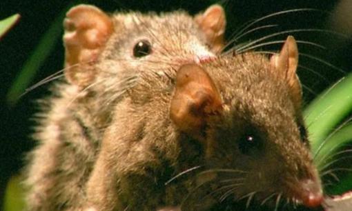 Choáng: Loài vật có thời gian giao phối lâu nhất hành tinh, lên tới 14 tiếng, con đực sẽ chết ngay khi quá trình kết thúc