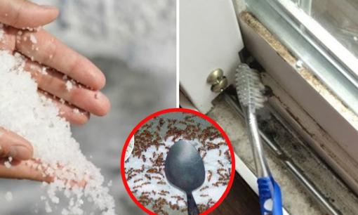 Thấy nhà giàu thường rắc muối vào khe cửa, tưởng mê tín mà hóa ra mang lại công dụng thần kỳ, ai cũng có thể thử