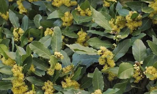 Lá dân dã ở Việt Nam chỉ 50 nghìn đồng, ai ngờ khi xuất khẩu sang 'Tây' giá đắt đỏ lên tới 2 triệu/kg