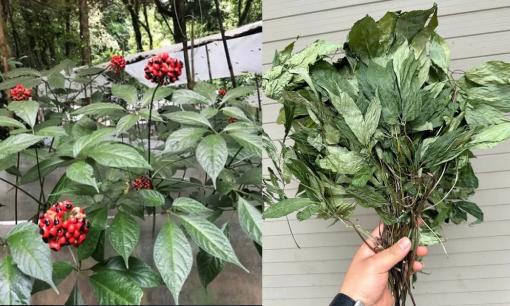 Loại lá chỉ có duy nhất ở Việt Nam, đắt đỏ bậc nhất thế giới: Giá lên tới 150 triệu đồng/kg