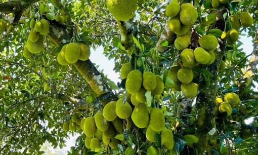 Loại cây này 'giữ lộc' cho nhà, đừng dại chặt đi nếu không muốn tiền tài tiêu tán, mất hết!