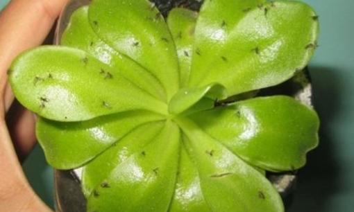 Làm sao để loại bỏ tất cả các loại côn trùng trong chậu hoa cây cảnh?