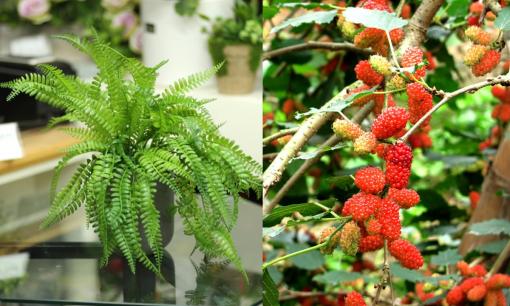 Hai loài cây được rất nhiều nhà đang trồng, tưởng 'cây may mắn' hóa ra lại bị phong thủy đại kỵ 