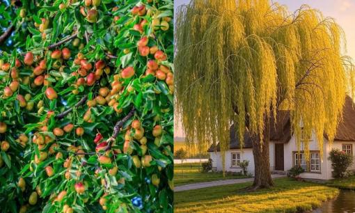 Tổ tiên dặn: 'Không chặt 2 cây, rủi ro không vào, đói nghèo không đến', là 2 cây gì?