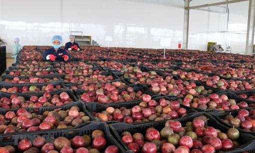 'Sản vật' triệu đô của nước ta đang được Trung Quốc ồ ạt thu mua, Việt Nam là nhà xuất khẩu Top 10 thế giới