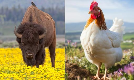 Tử vi ngày 24/10/2025 của 12 con giáp: Tuổi Dậu không cần lo chuyện tiền bạc, Sửu đối mặt với nhiều rắc rối