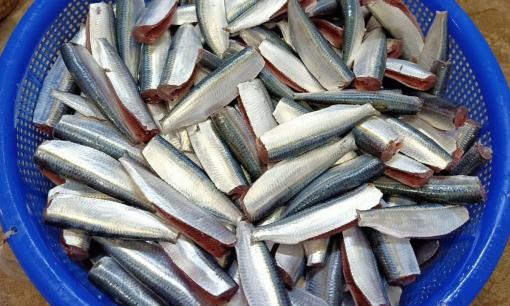 Việt Nam sở hữu loại cá được Mỹ đánh giá là 'Vua của các loại cá': Chợ nào cũng bán ê hề lại cực rẻ