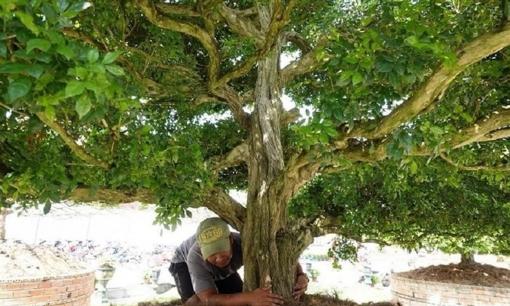 Loại cây chỉ có giá vài chục nghìn đồng, xưa trồng làm hàng rào, nay 'lột xác' thành siêu phẩm tiền tỷ