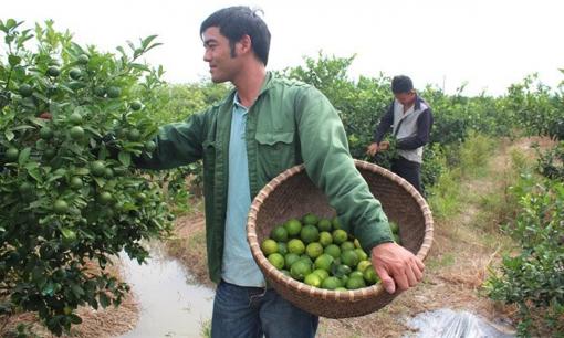 Trồng loại cây gây 'ứa nước miếng' trên đất đồi cằn cỗi, nông dân Tuyên Quang thu về hơn 1 tỷ đồng/năm