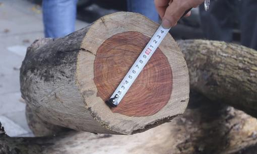 Người đàn ông Gia Lai bán khúc gỗ vừa đào được với giá 600 triệu, tiếc hùi hụi khi biết giá trị thật lên tới gần 6 tỷ đồng