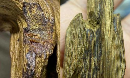 Loại gỗ quý triệu cây mới có một, chỉ duy nhất Việt Nam có: 50 tỷ đồng/kg, đại gia bỏ 'núi tiền' cũng không mua được