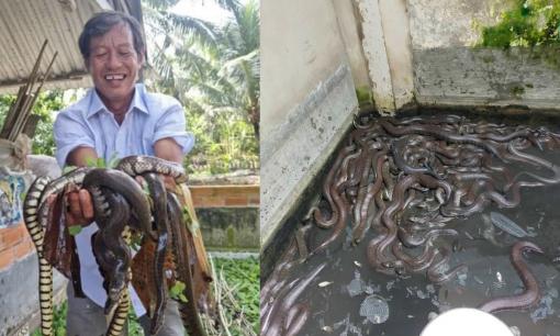 Nông dân Sóc Trăng nuôi hai con đặc sản trườn bò 'ở chung nhà', chả thấy 'cãi nhau' lại còn đem tiền về