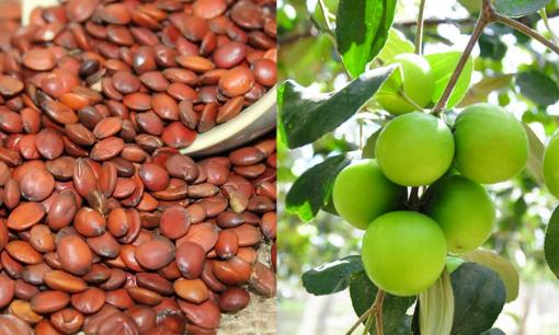 Thứ tưởng vô giá trị 90% người Việt thường bỏ đi lại là 'mỏ vàng bí mật', giá lên tới hơn 2 triệu đồng/kg