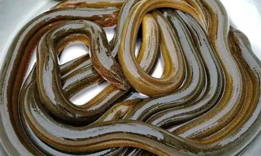 Loài vật rúc dưới bùn, nhìn sợ khiếp vía lại là đặc sản miền Tây sông nước, thịt béo ngậy, mềm, ăn mê tít