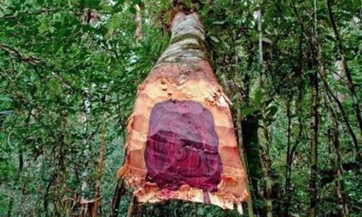 Thôn nghèo miền núi ở Việt Nam 'hốt bạc' nhờ trồng loại gỗ quý đắt như vàng: Nhà nhà xây biệt thự, người người sắm ô tô