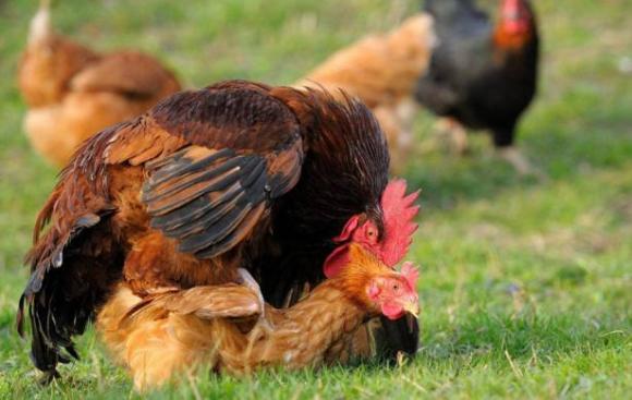 cách giao phối của gà trống, gà giao phối như thế nào, gà sinh sản như thế nào