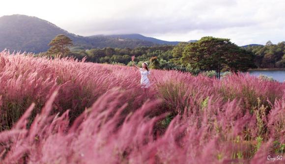 Đà Lạt tháng 11: Khám phá 'đồi cỏ hồng' đẹp như tranh vẽ