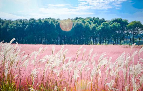 Đà Lạt tháng 11: Khám phá 'đồi cỏ hồng' đẹp như tranh vẽ