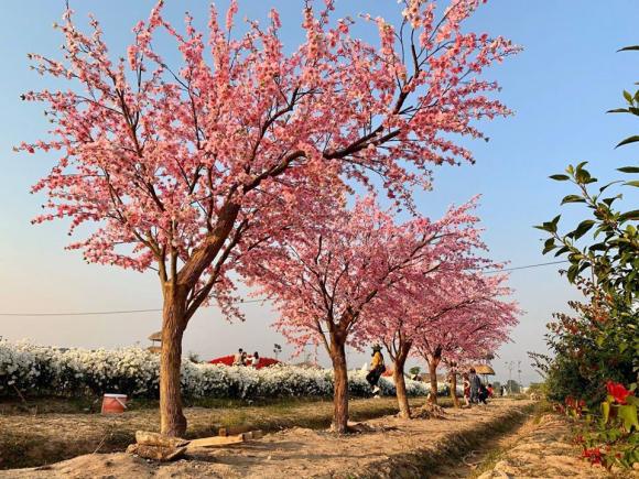 Thung lũng hoa Nội Bài, Điểm du lịch gần Hà Nội, thung lũng hoa 4 mùa