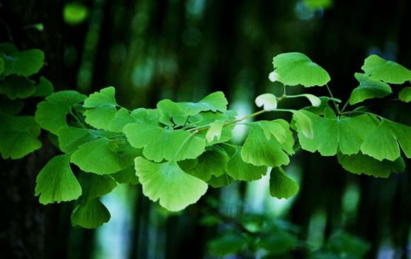 Đàn ông nếu lấy được 4 con giáp này thì sướng cả 1 đời, tử vi 12 con giáp, tử vi năm 2020