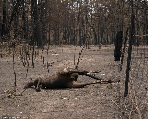 cháy rừng, nắng nóng, thảm hoạ thiên nhiên, Australia
