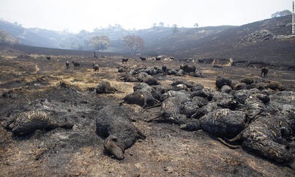thảm họa cháy rừng ở úc, cháy rừng, cháy rừng ở úc