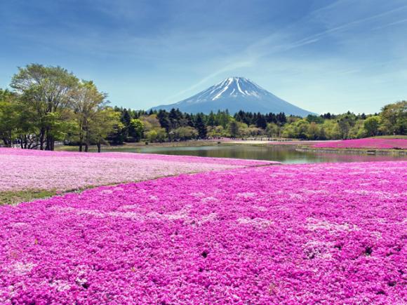 vườn hoa xuân đẹp nhất thế giới, du lịch châu Âu, Cánh đồng hoa Tulip