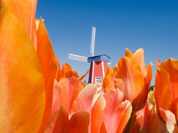 vườn hoa xuân đẹp nhất thế giới, du lịch châu Âu, Cánh đồng hoa Tulip