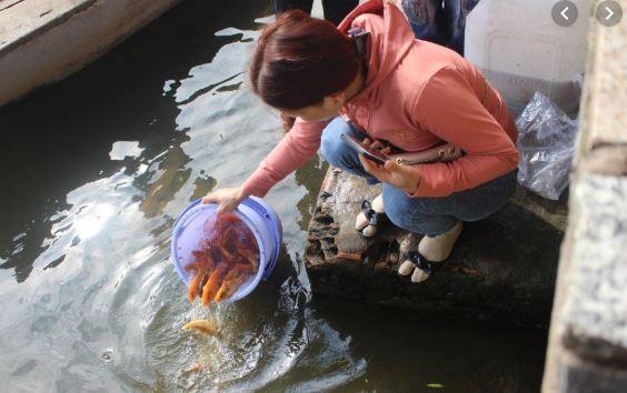 cúng ông Công ông Táo, phóng sinh cá, giới trẻ 