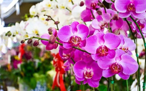 hoa gây hại cho sức khỏe, loại cây nào không nên mua, tránh khi mua hoa