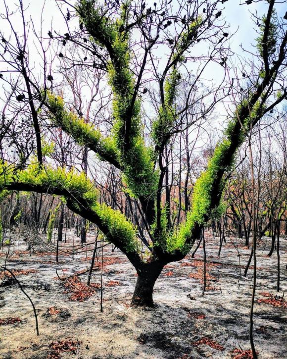 thảm họa cháy rừng ở úc, cháy rừng, cháy rừng ở úc