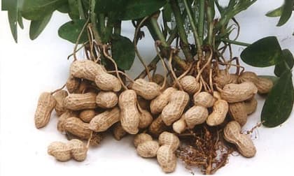 ức gà trộn dưa chuột, món ngon, món ăn ngày nắng
