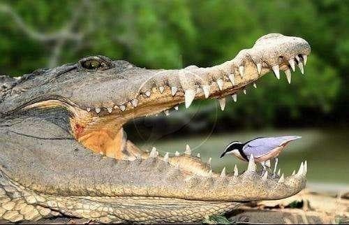 Loài chim dũng cảm nhất thế giới, dám tìm thức ăn trong miệng cá sấu. Vì sao cá sấu không ăn thịt?