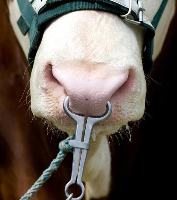 tại sao trâu, bò bị buộc mũi, tại sao buộc mũi bò, gia súc
