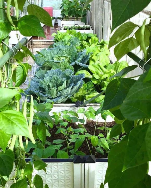 trồng rau trên sân thượng, trồng rau củ, cách trồng rau trên sân thượng