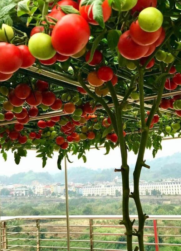 trồng rau trên sân thượng, trồng rau củ, cách trồng rau trên sân thượng