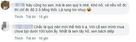 mua sen, các chọn sen, điều cần biết khi chọn hoa sen