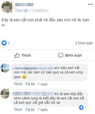 mua sen, các chọn sen, điều cần biết khi chọn hoa sen