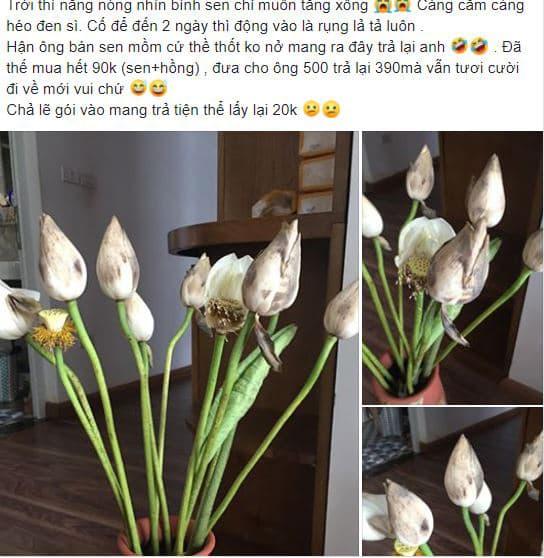 mua sen, các chọn sen, điều cần biết khi chọn hoa sen