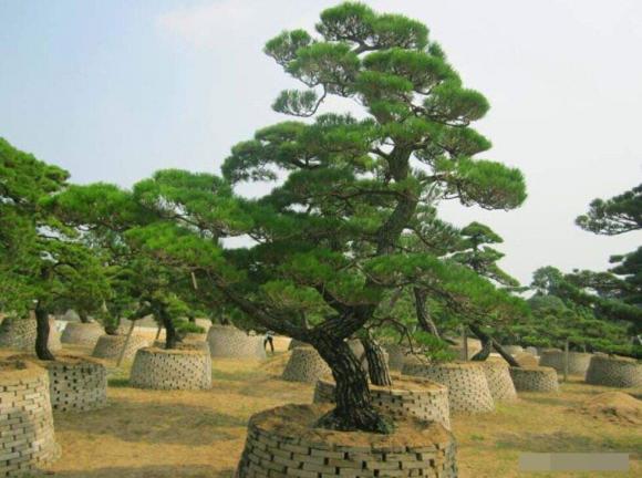 cây phong thủy, kiêng kị, cây không nên trồng
