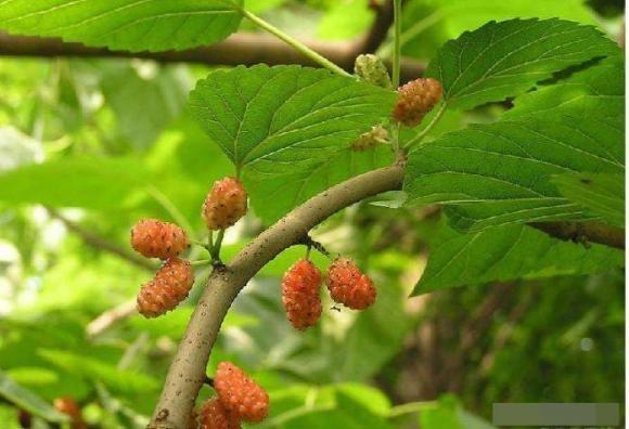 cây phong thủy, kiêng kị, cây không nên trồng