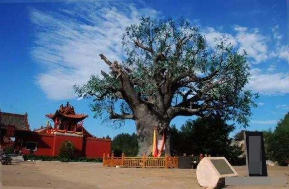 cây phong thủy, kiêng kị, cây không nên trồng