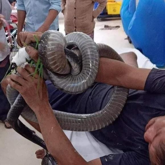 rắn cắn, rắn hổ, mang rắn đến bệnh viện