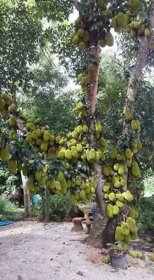 Giàn nho 'siêu to khổng lồ' khiến dân mạng tròn mắt, có đến cả trăm chùm sai trĩu từ gốc đến ngọn