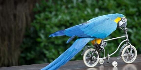 chú vẹt đặc biệt, vẹt tự nhổ sạch lông của mình, chú vẹt tỏ thái độ với chủ nhân