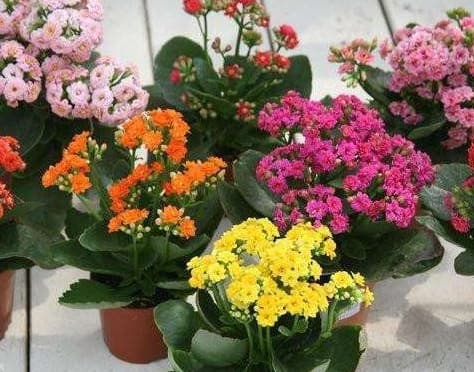 tại sao mua cây hoa về thường chết, kiến thức về chăm sóc hoa, lưu ý khi chăm sóc hoa