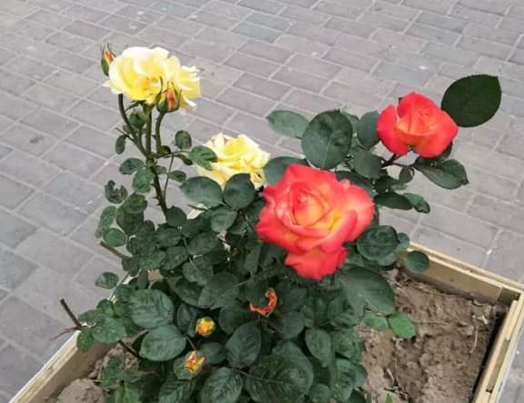 cách trồng hoa hồng, cây hoa hồng, trộn đất trồng hoa hồng