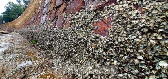 hà biển ăn đá thải ra cát, sinh vật kỳ lạ, phát hiện khoa học